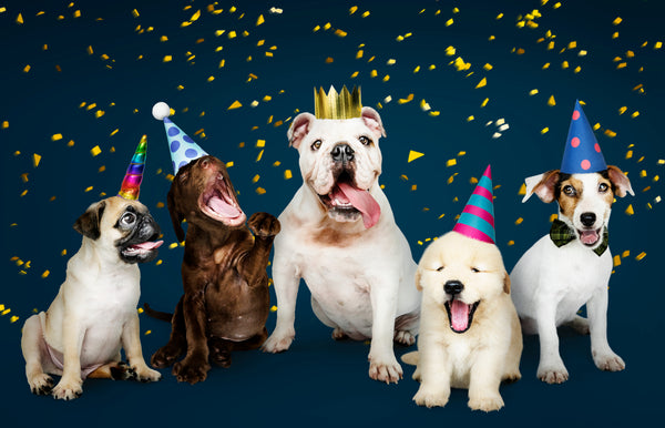 4 Great Tips on Celebrating Family Holidays with Pets
