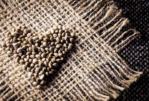 Why Your Pet Needs Better Food For A Longer Life