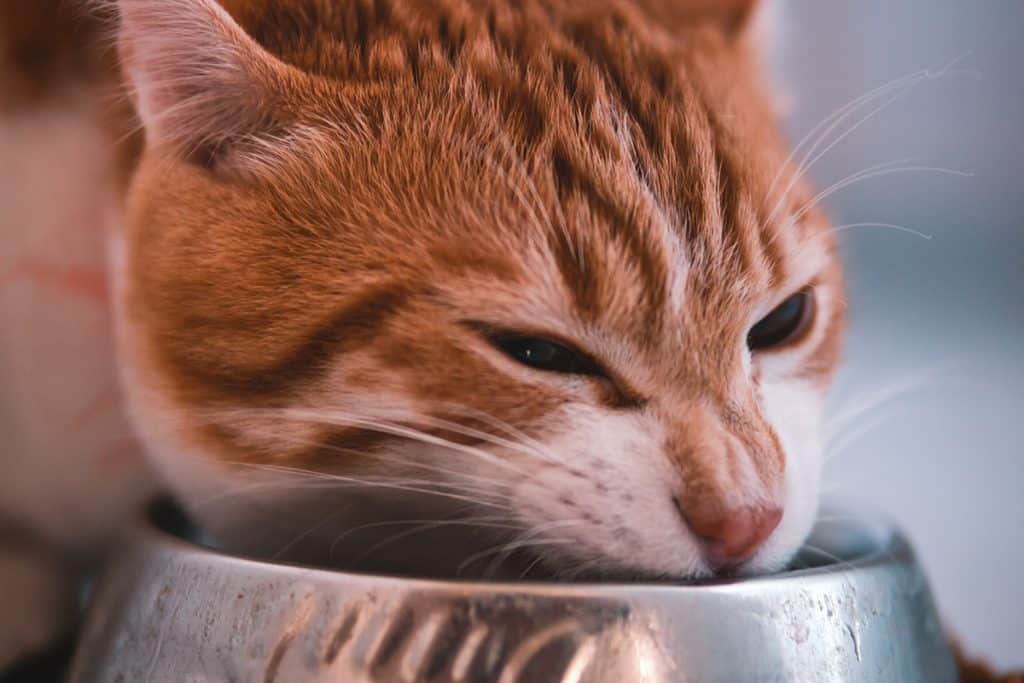 How Much to Feed a Cat: What you Need to Know