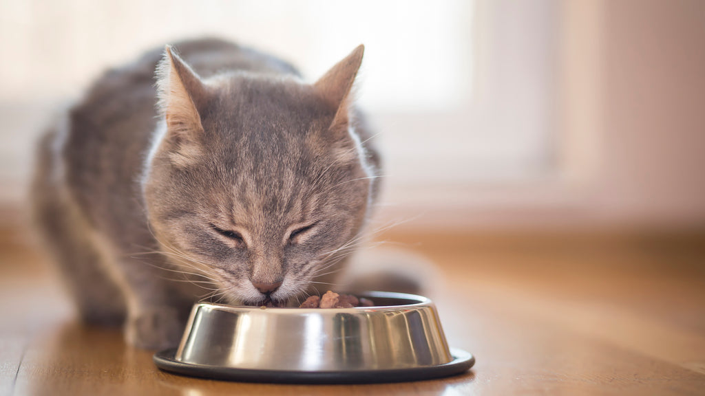 Feeding Your Cat: The Right Way to Do It