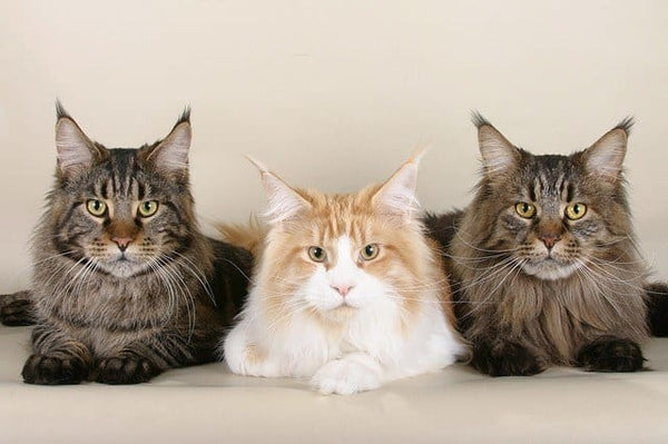 Norwegian Forest Cat vs Maine Coon: What You Need To Know