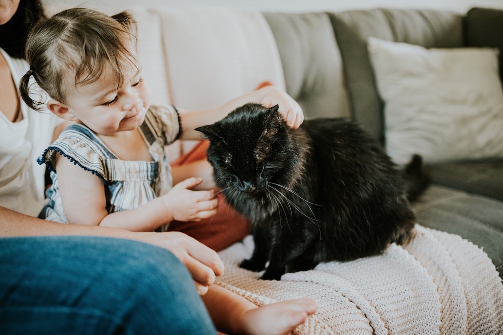 Do Cats Love Their Owner: Here Is What We Know