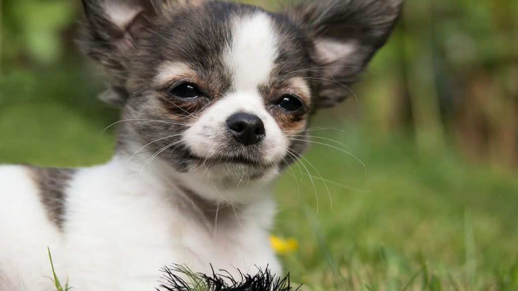 Things You May Want to Know About the Applehead Teacup Chihuahua