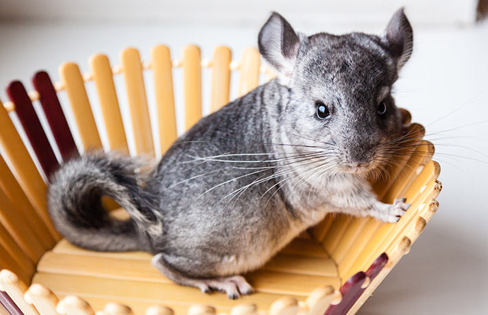 Are Chinchillas Good Pets? Absolutely! Here's Why
