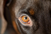 Insidious Eyesight: Six Common Eye Problems to Watch for in Elderly Pets
