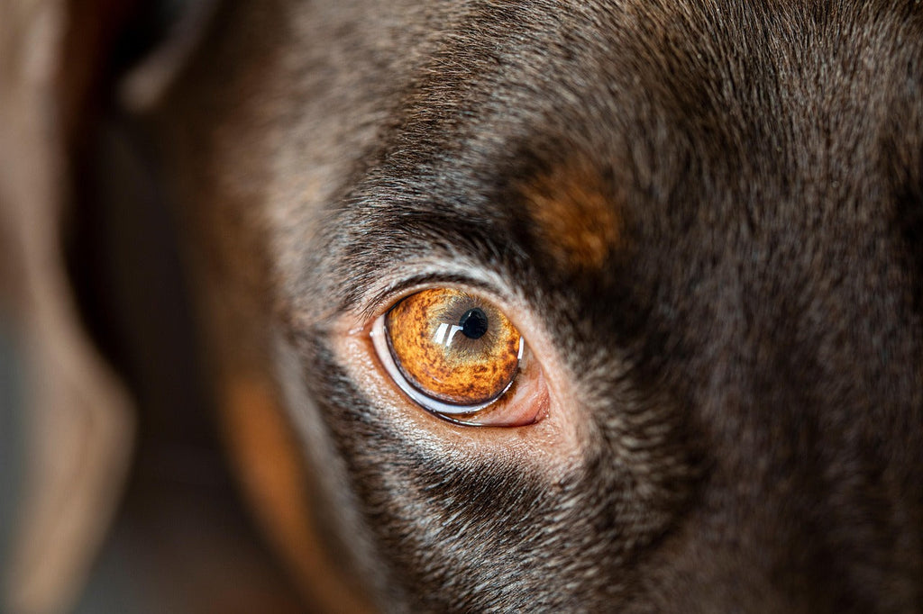 Insidious Eyesight: Six Common Eye Problems to Watch for in Elderly Pets