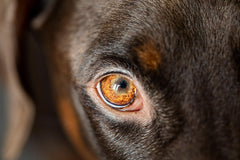 Insidious Eyesight: Six Common Eye Problems to Watch for in Elderly Pets