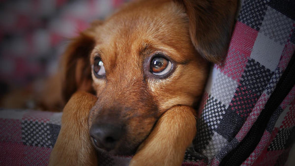 Dog Eye Allergies vs Infection: Proven Ways to Spot Them and Soothing Remedies