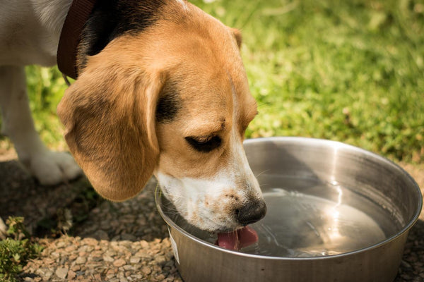 15 Healthy and Essential Minerals for Dogs and Where to Find Them