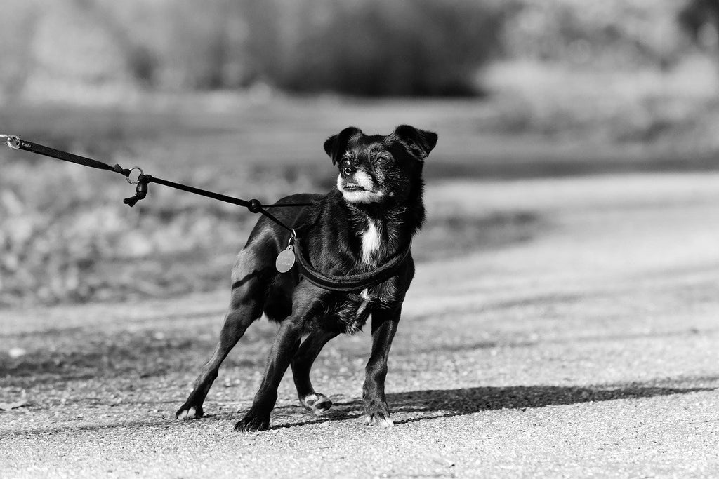 Here is why your dog barks when seeing another dog