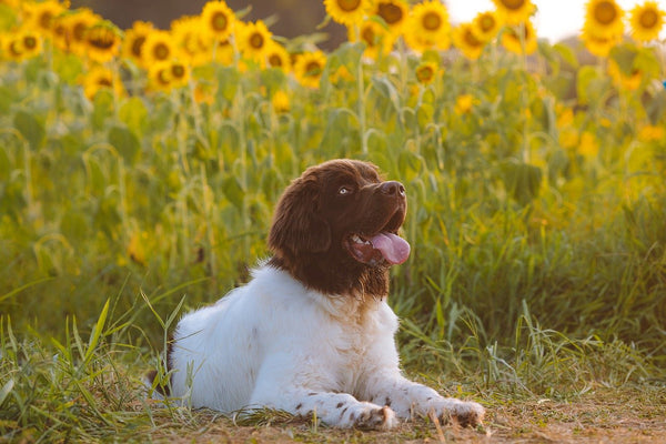 How do I know if my dog is uncontrollable?