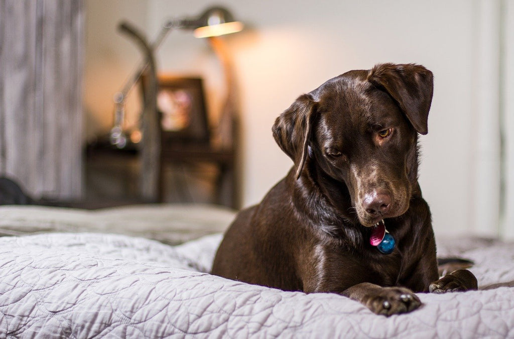 Why Does My Dog Scratch My Bed Sheets: 12 Surprising Reasons