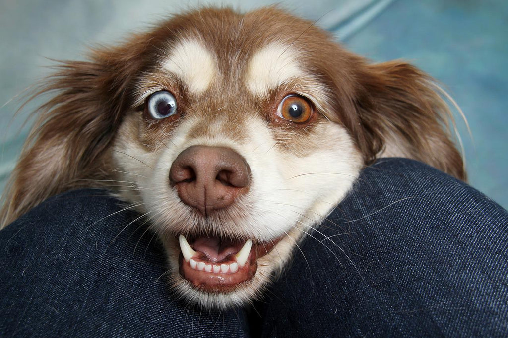 13 Surprising Reasons Why Your Adorable Dog's Face is Itchy