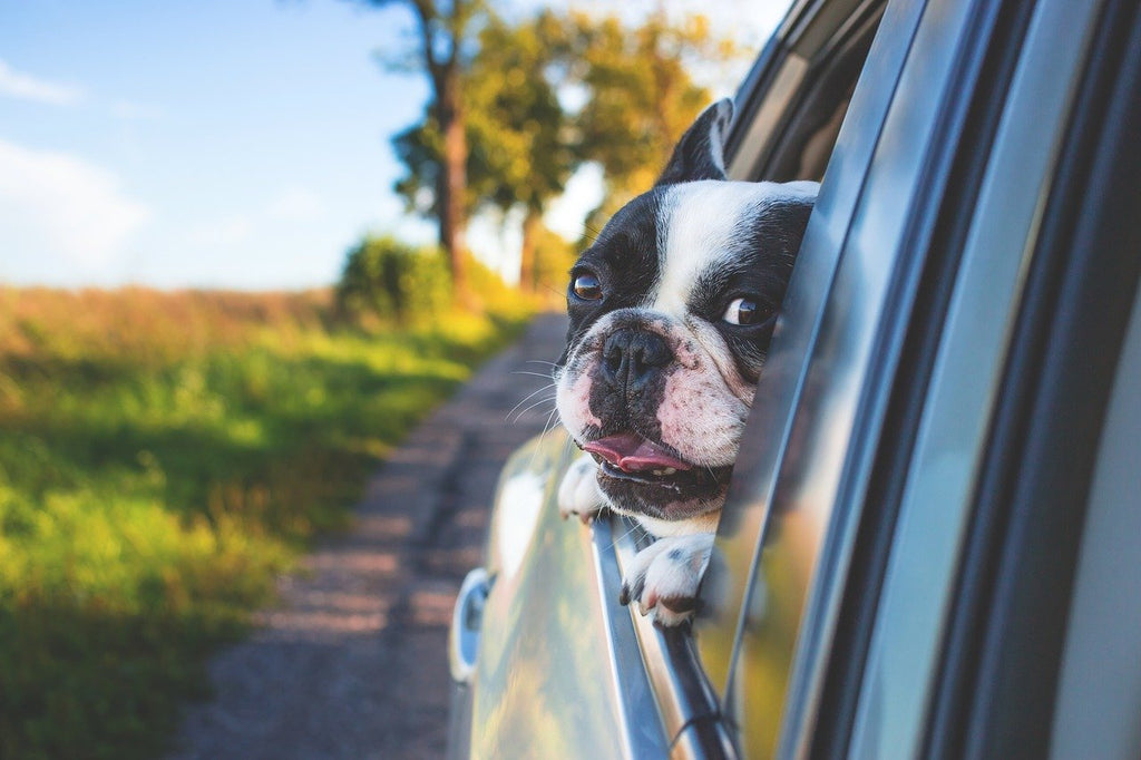 8 Reasons Why Dogs Love Riding In Cars