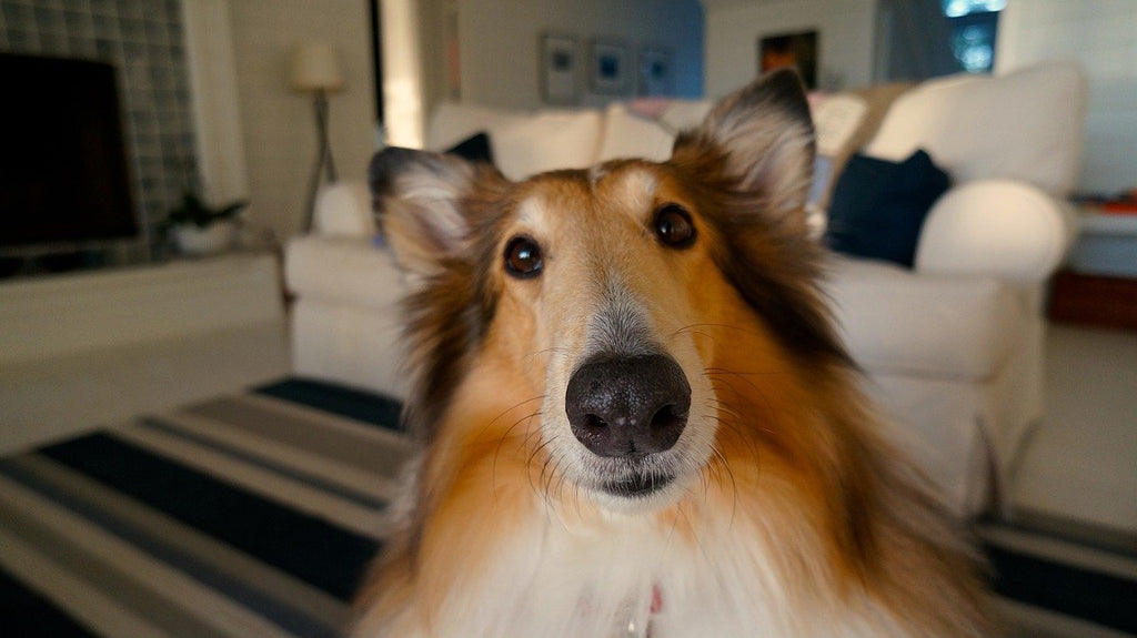 Quiz What Dog Breed Matches Your Personality? Petsmont