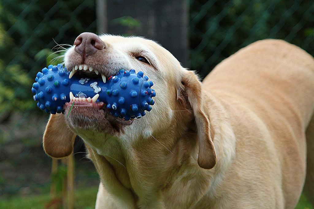 The 3 Healthy Habits To Distract Your Dog From Licking, Chewing, and Scratching