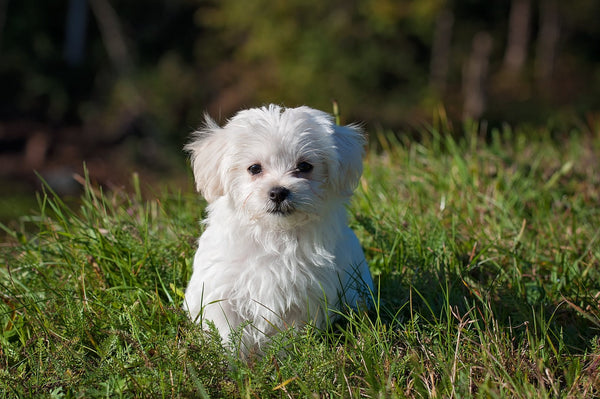 Guide for Maltese Grooming
