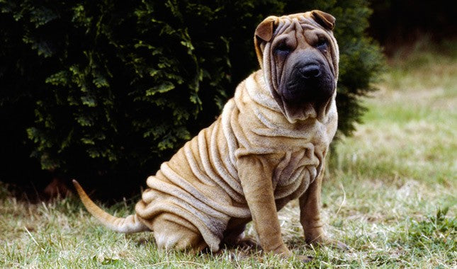 What You Need to Know About the Miniature Shar-Pei