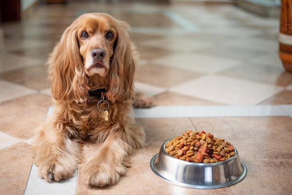 The Top 11 Most Common Food Allergens for Dogs