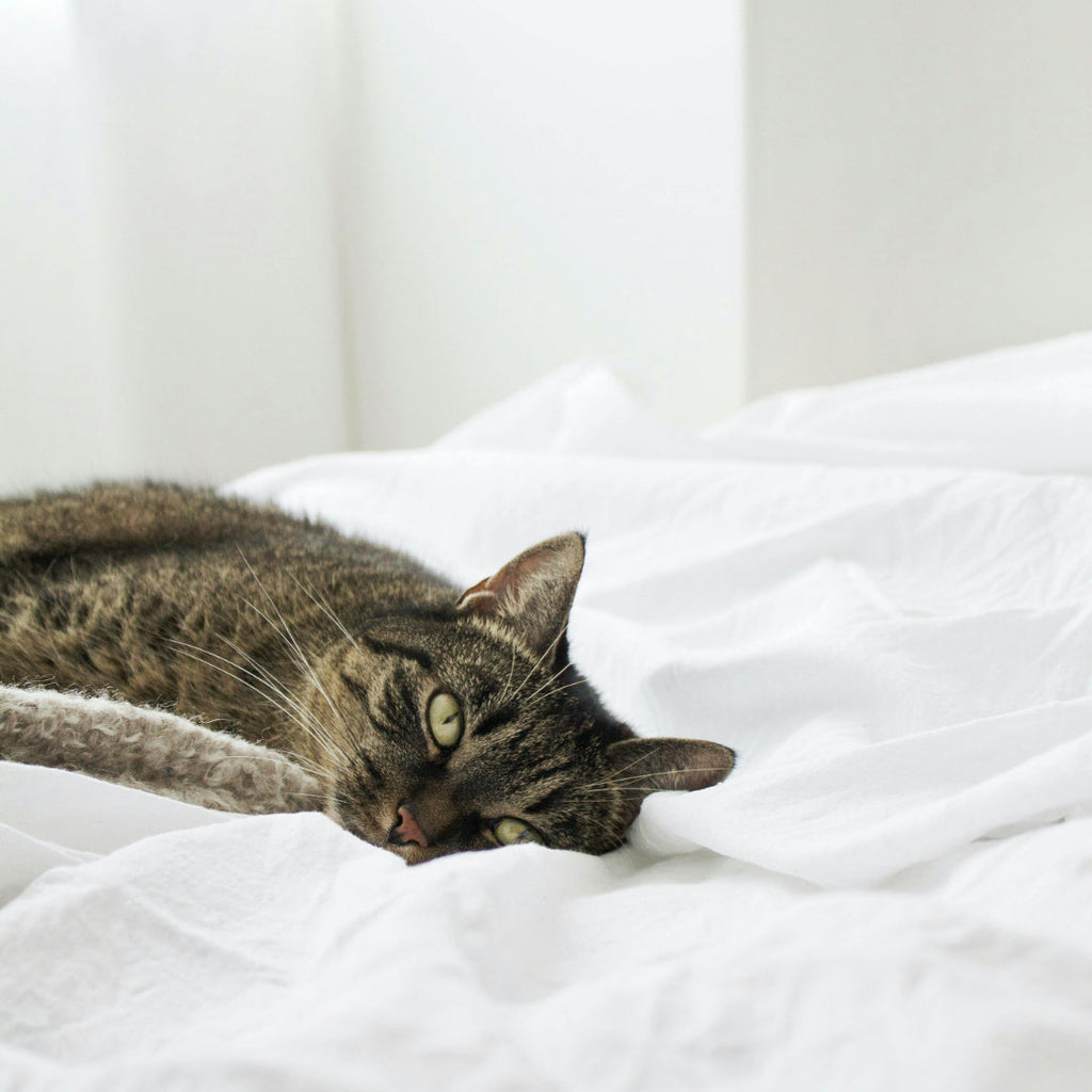 5 Tips You Need to Know for Keeping Cats Cool in Summer