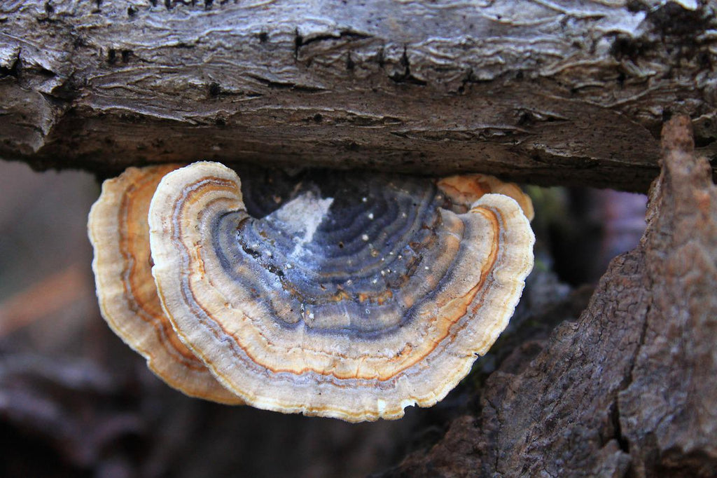 5 Actually Proven Turkey Tail Mushroom Benefits for Dogs and More