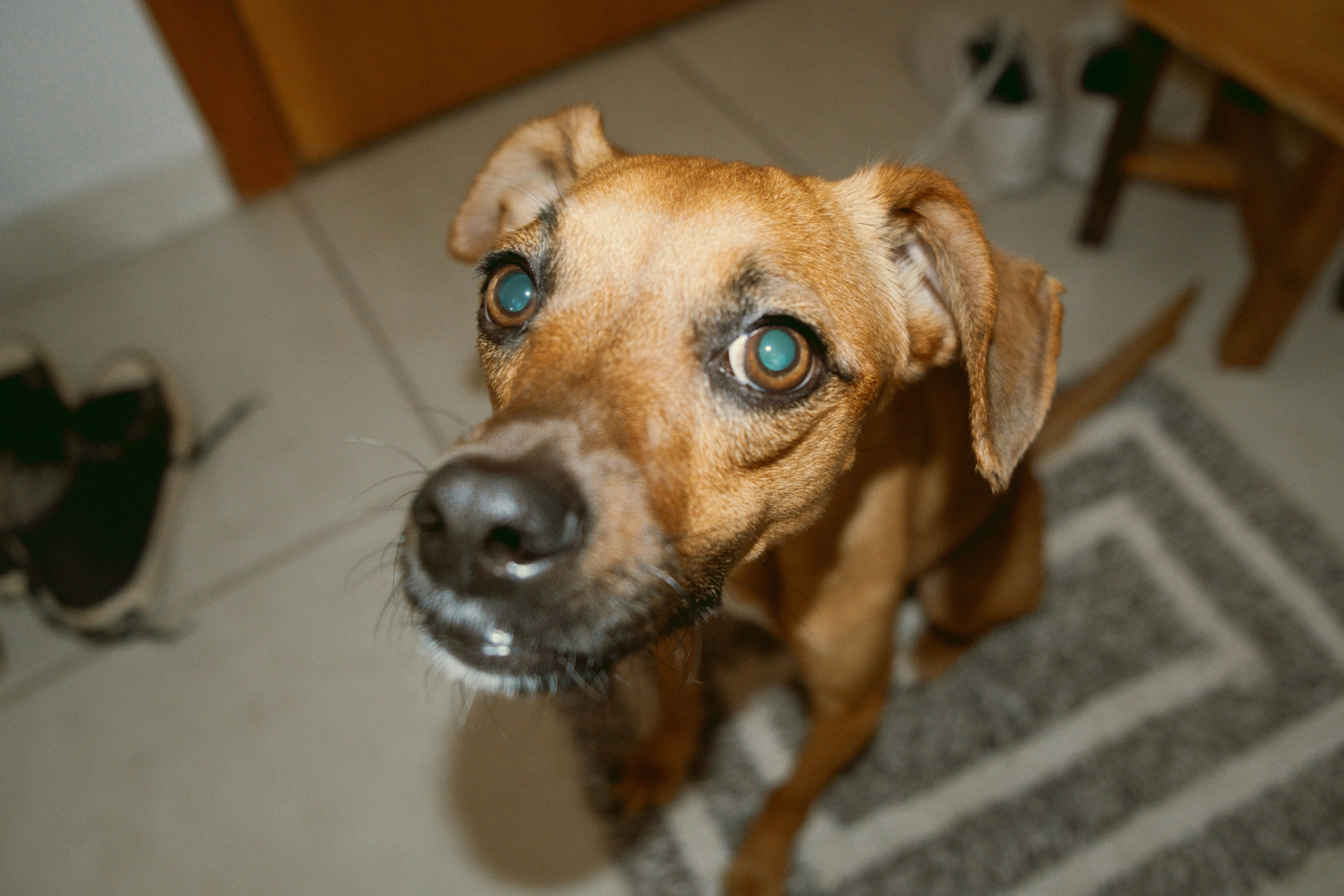 Cloudy Eye Conundrum-Part 3: Cataracts