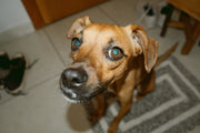 Cloudy Eye Conundrum-Part 3: Cataracts