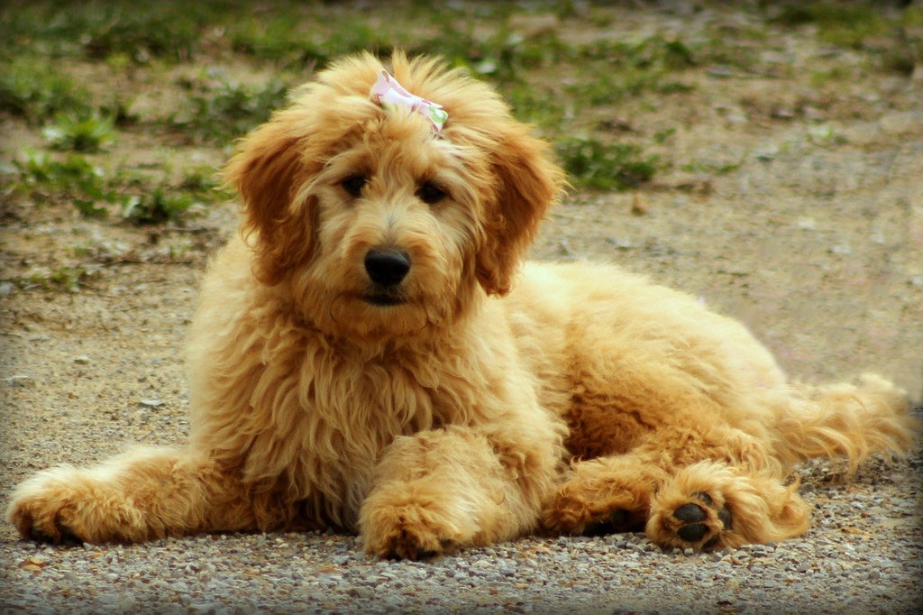 How to untangle your dog's hair and prevent matting with a home remedy
