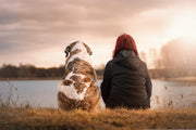 Lumps and Bumps in Dogs- When It's Urgent to See the Vet