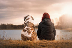 Lumps and Bumps in Dogs- When It's Urgent to See the Vet