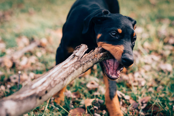 The Doberman
