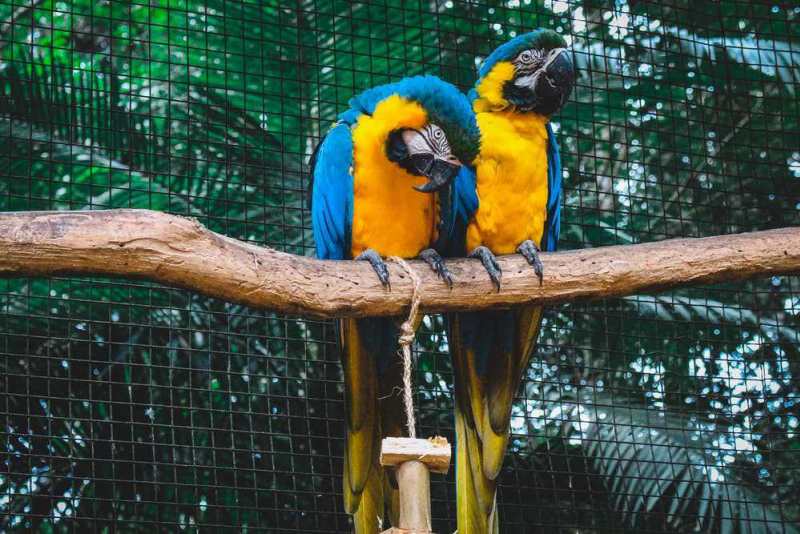 Everything You Need to Know About Raising a Blue and Gold Macaw