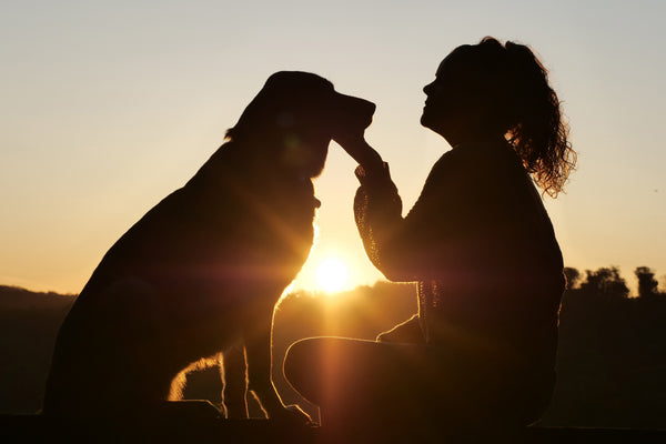 The Hypothyroid Dog: Symptoms, Diagnosis, Treatment, and Living With Canine Hypothyroidism