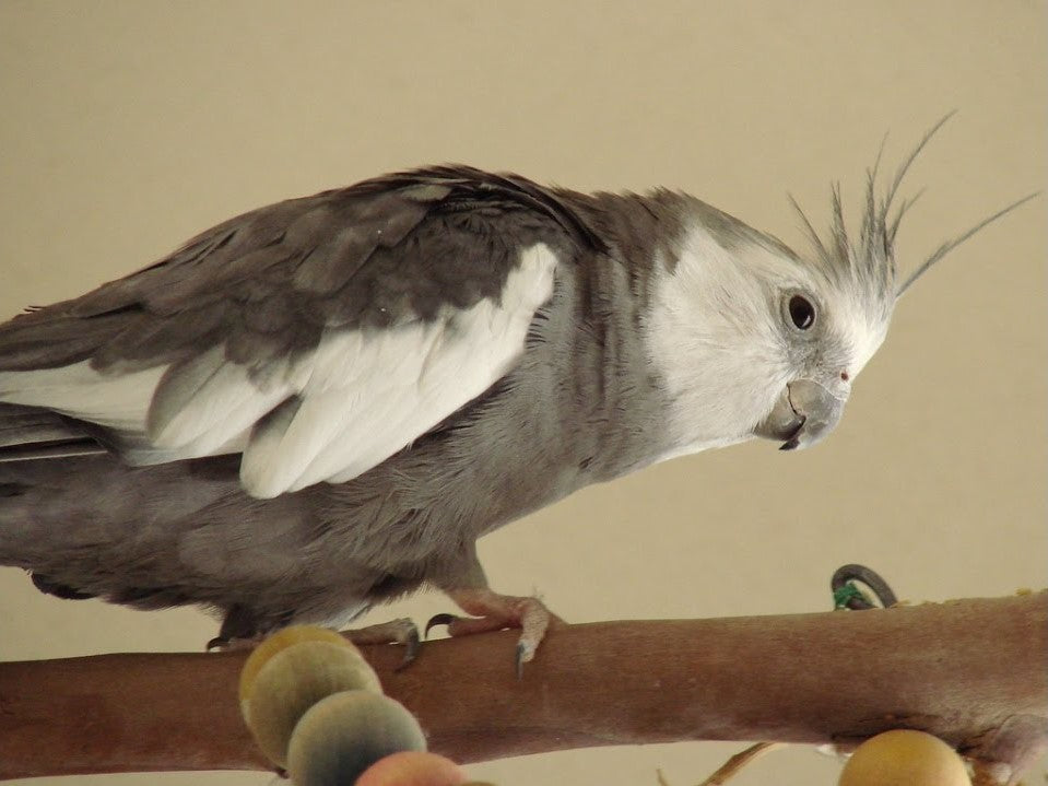 Everything You Need To Know About the White-Faced Cockatiel