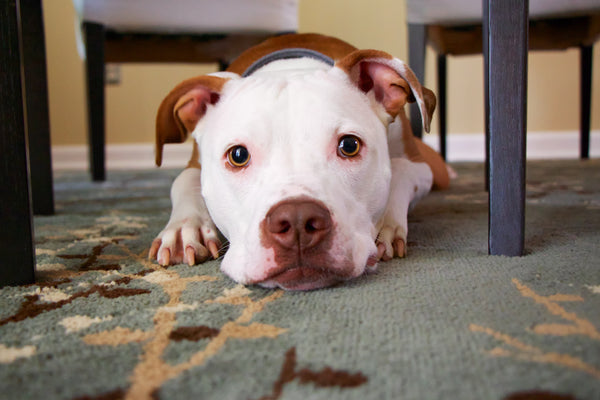 5 Surprisingly Adorable Reasons Why Dogs Go Under The Table To Sleep