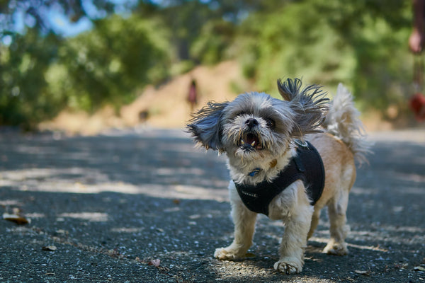 7 Things You Need To Know About the Shih Tzu Personality