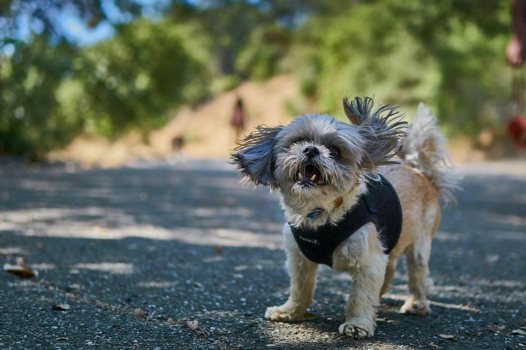 7 Things You Need To Know About the Shih Tzu Personality