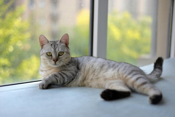 Feline Leukemia Virus (FeLV)