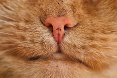 Hiperthyroidism in Cats
