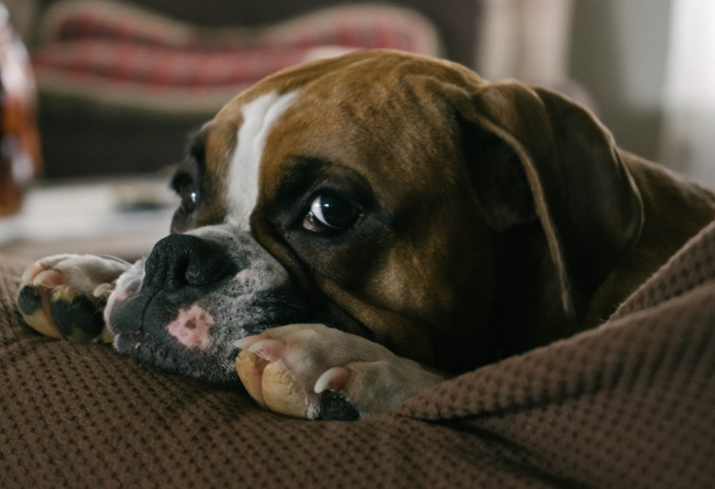 Most Important Bulldog Health Issues to Know About