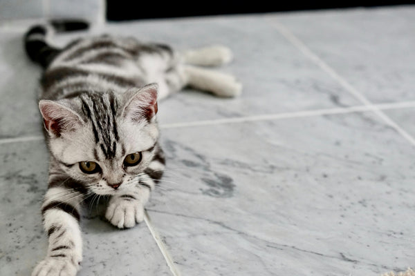 Why is my Cat so Twitchy? A Guide for Cat Parents on Feline Hyperesthesia Syndrome
