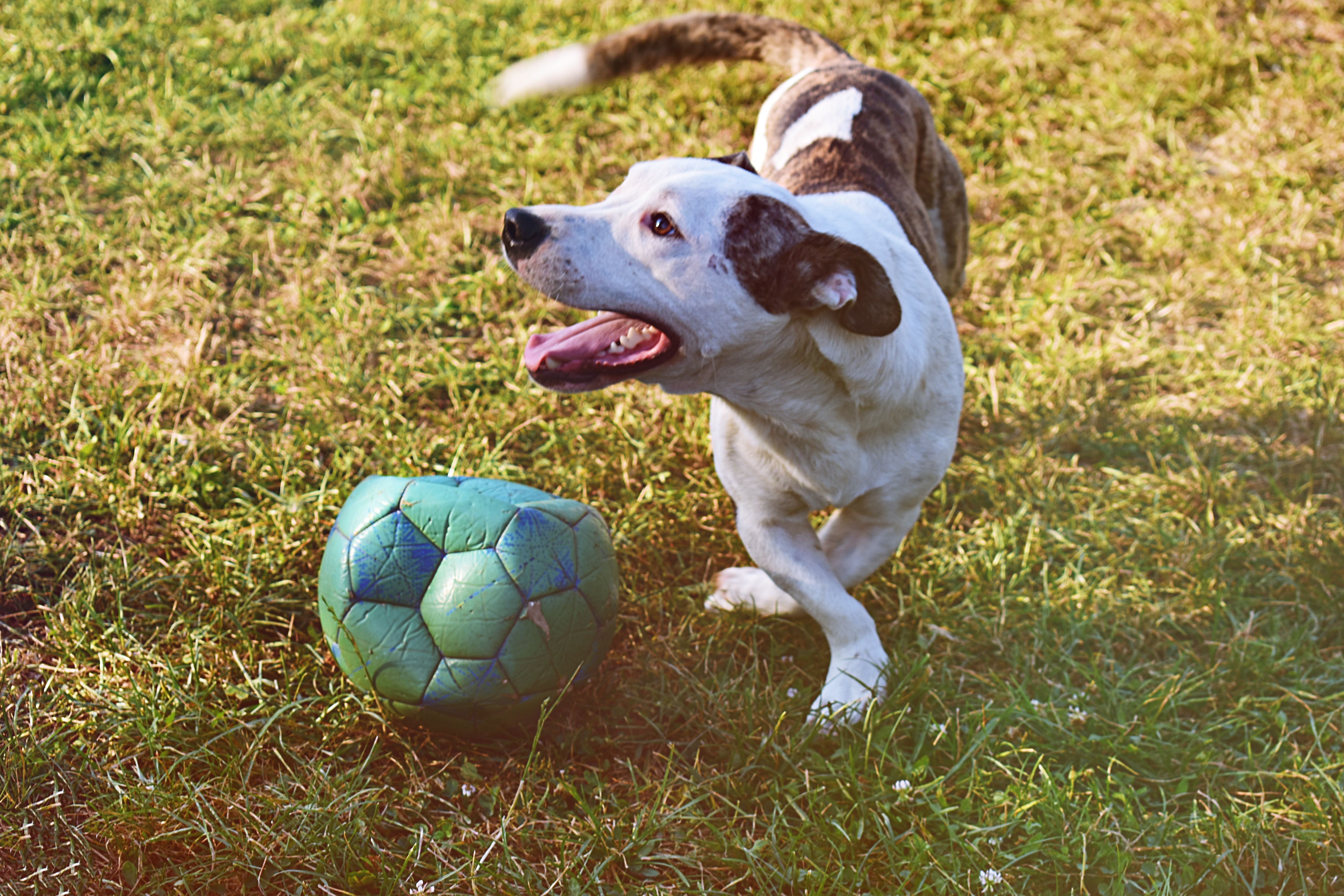 What Soccer Did for Dogs in Iceland