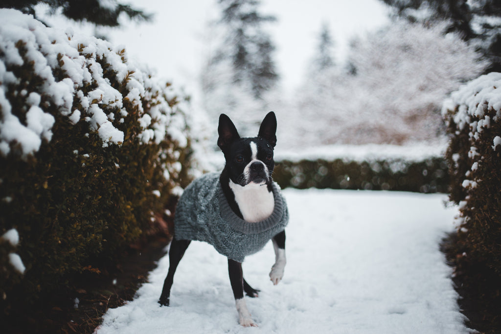 Boston Terrier Adoption: All That You Will Need to Know