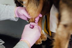 Fine Needle Aspiration Explained: A Practical Guide for Pet Owners