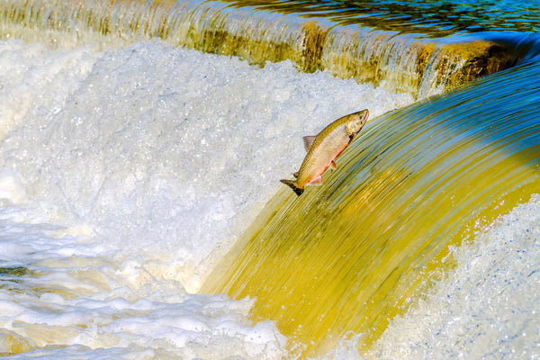 DHA and EPA: The Importance of Omega Fatty Acids in Dogs and Cats