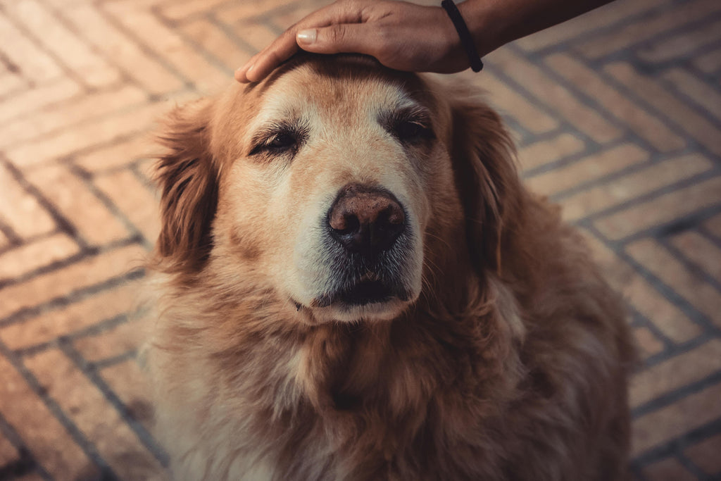 The Five-Minute Complete Pet Owner's Guide To Osteoarthritis In Dogs