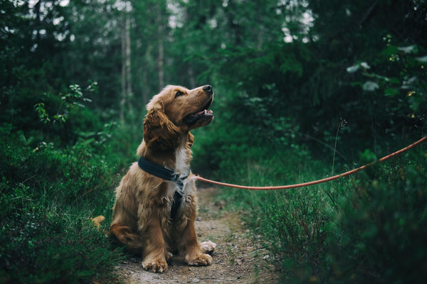 Are Cocker Spaniel Dogs Hypoallergenic?