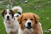 Urgent Lumps and Bumps in Dogs: When to Worry and What to Do