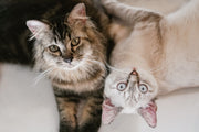 The Hyperthyroid Cat: A Complete Guide for Pet Owners