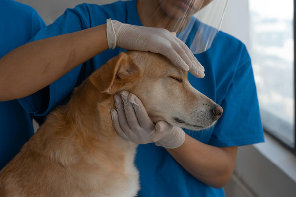 The Lipoma Lowdown- How to be Proactive When You feel a Bump on Your Dog